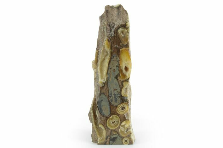 Polished Fossil Teredo (Shipworm Bored) Wood - England #351113